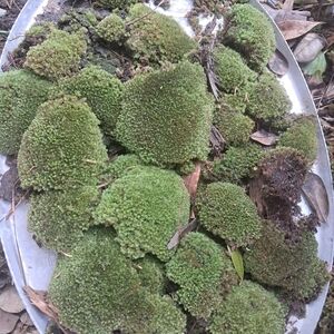 Natural Green Moss Decor